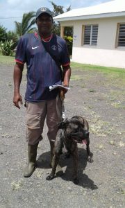 maya-cane corso