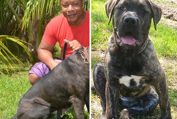 Spa Martinique, laika dogo canario, chien retrouvé