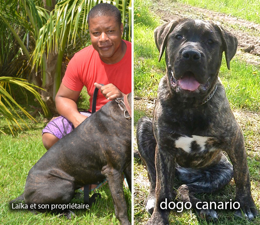 Spa Martinique, laika dogo canario, chien retrouvé